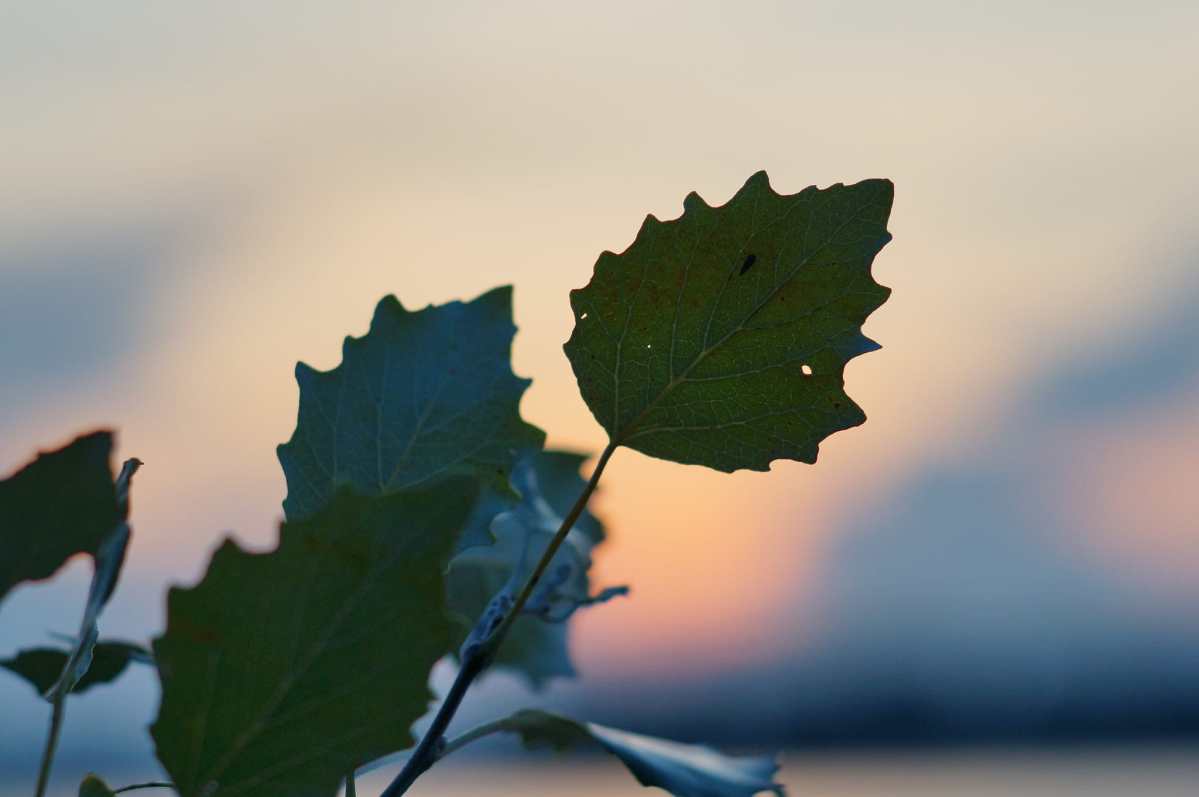 Discuss. with Dr. Jan Zwicky