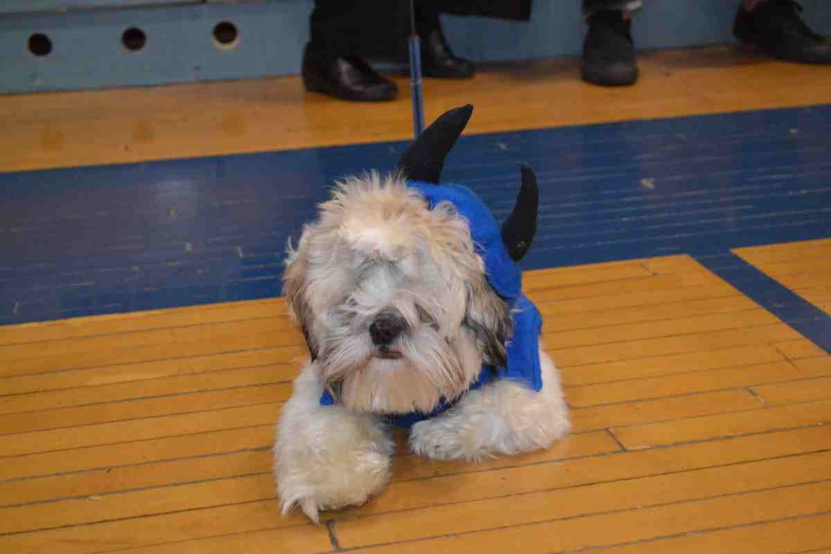 The King's Blue Devil