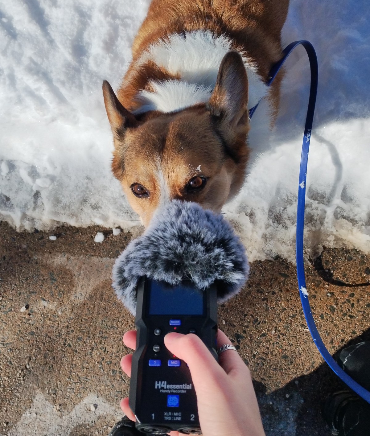 A King’s Icon: Finnegan the corgi